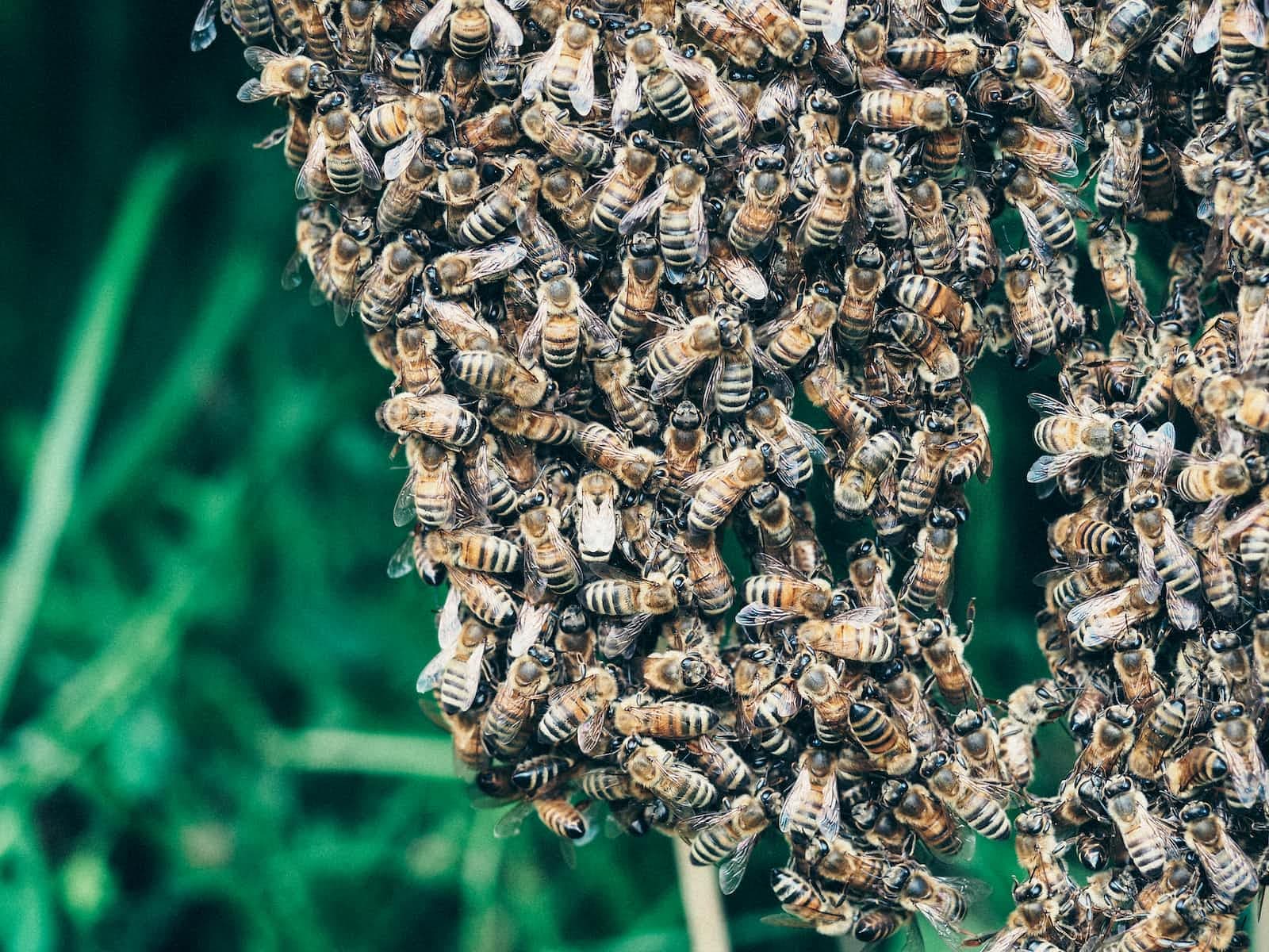 gRPC vs REST: Which is the Best for Your Distributed System?